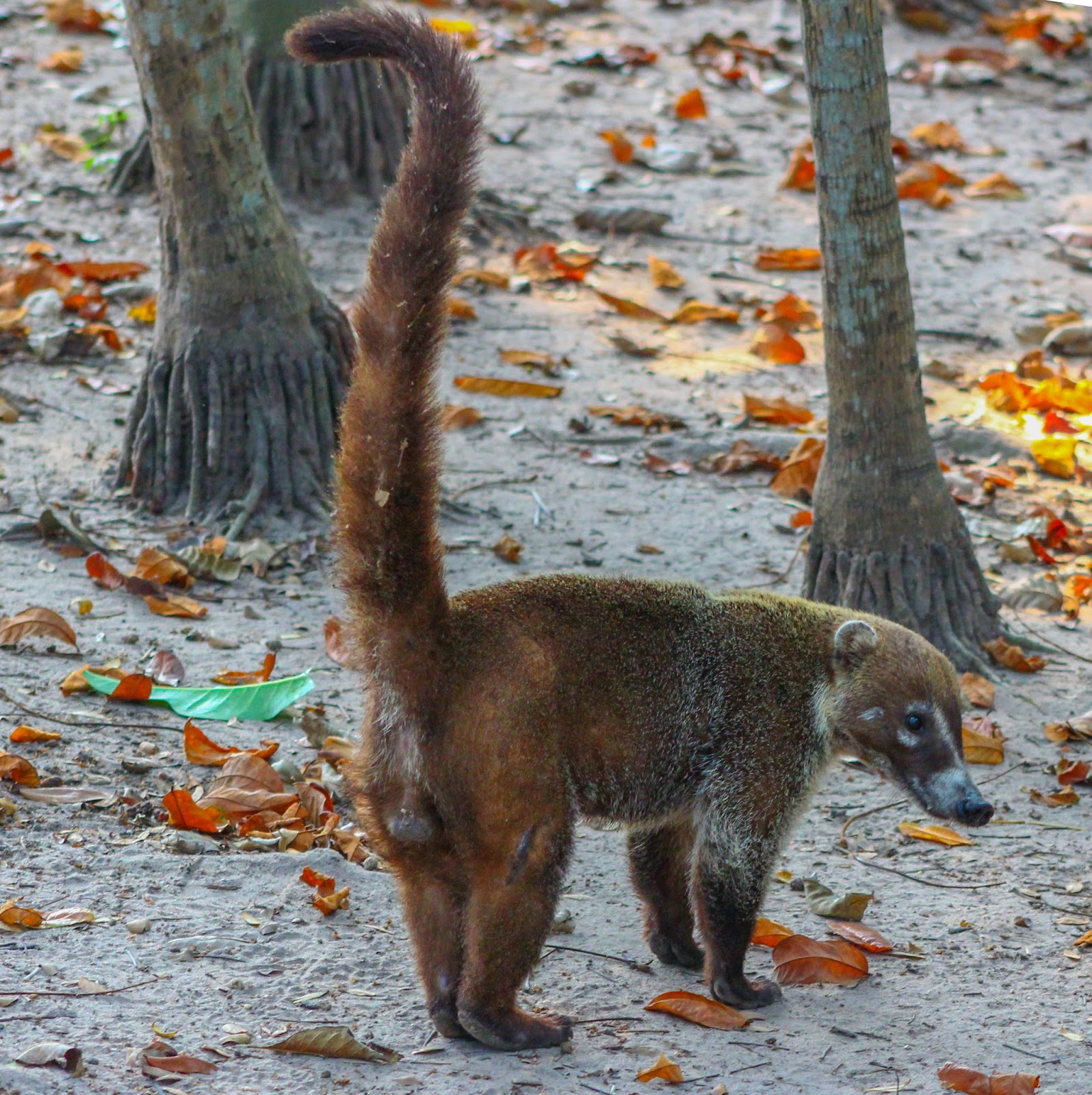 See the source image